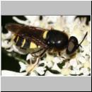 Stratiomys potamida - Waffenfliege m05.jpg